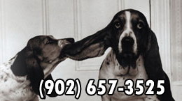 Dogs