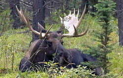 Back Country Outfitters